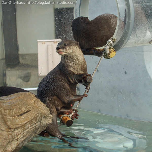 Otter Has Second Thoughts About Leaving the Pool for the Tube