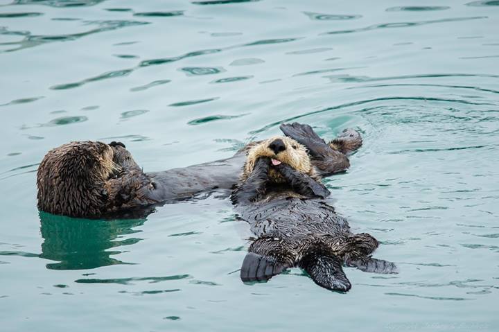 Sea Otter Makes a Cheeky Face for the Camera