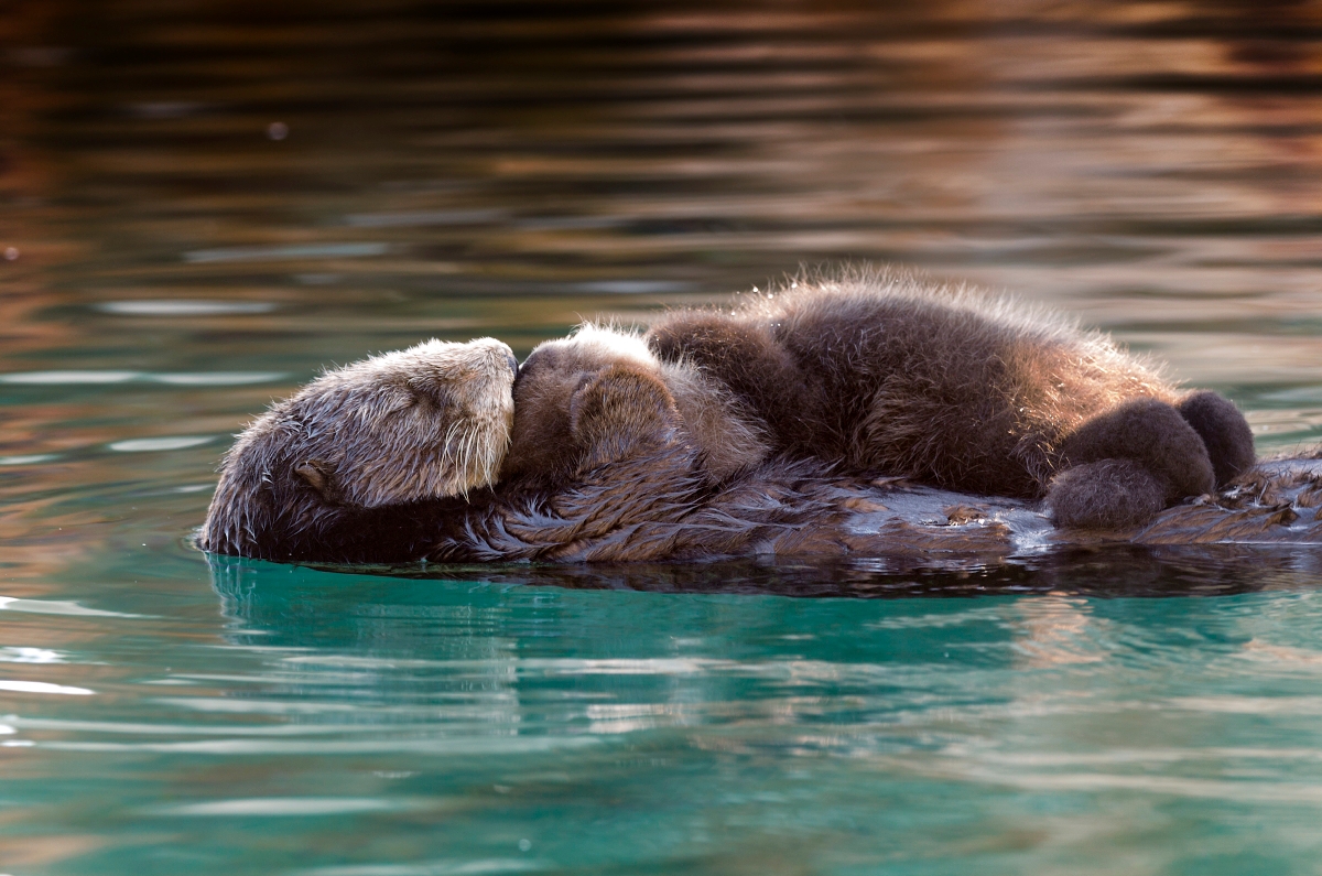 Photos from a Wild Sea Otter Mother and Pup's Visit to Monterey Bay Aquarium 1