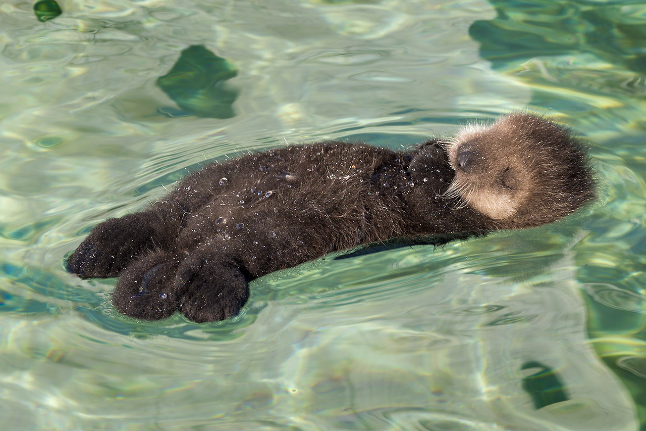 Photos from a Wild Sea Otter Mother and Pup's Visit to Monterey Bay Aquarium 2