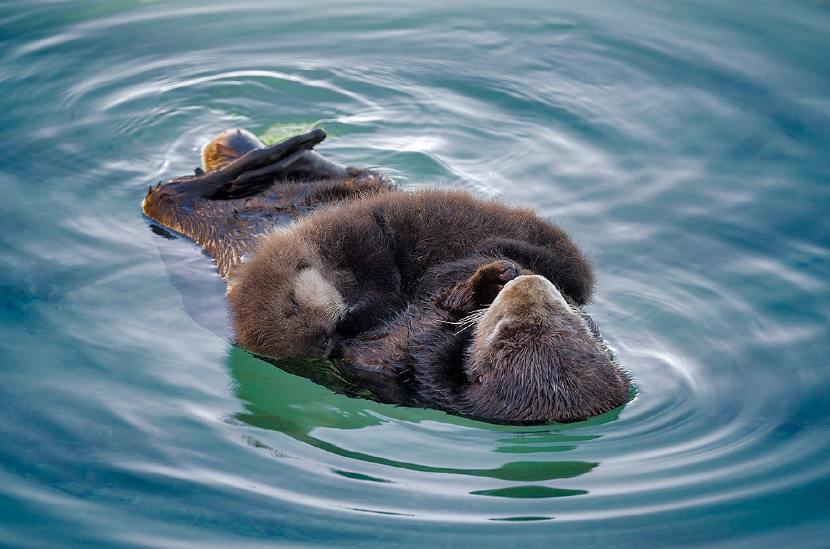 Photos from a Wild Sea Otter Mother and Pup's Visit to Monterey Bay Aquarium 3