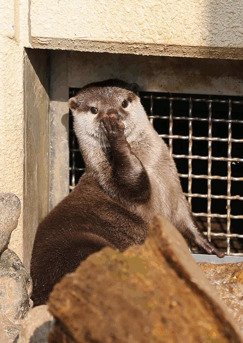 GIF of Otter Blowing a Kiss to His Adoring Fans