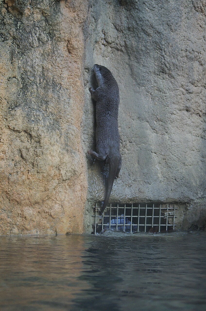 Having Mastered Swimming, Otter Turns His Attention to Rock Climbing
