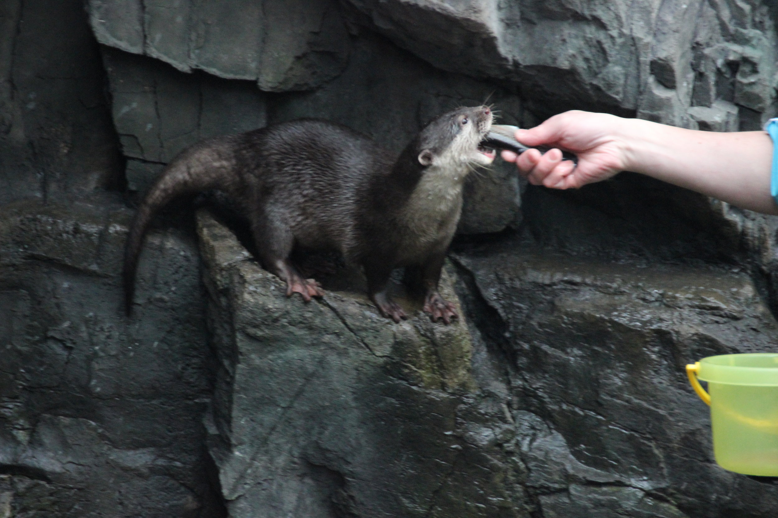 Pampered Otter Is Hand-Fed a Fish