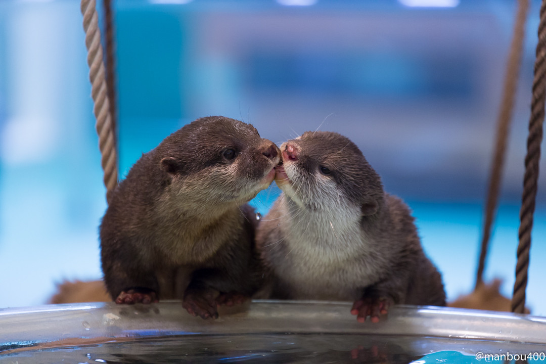 Image result for two otters kissing/images