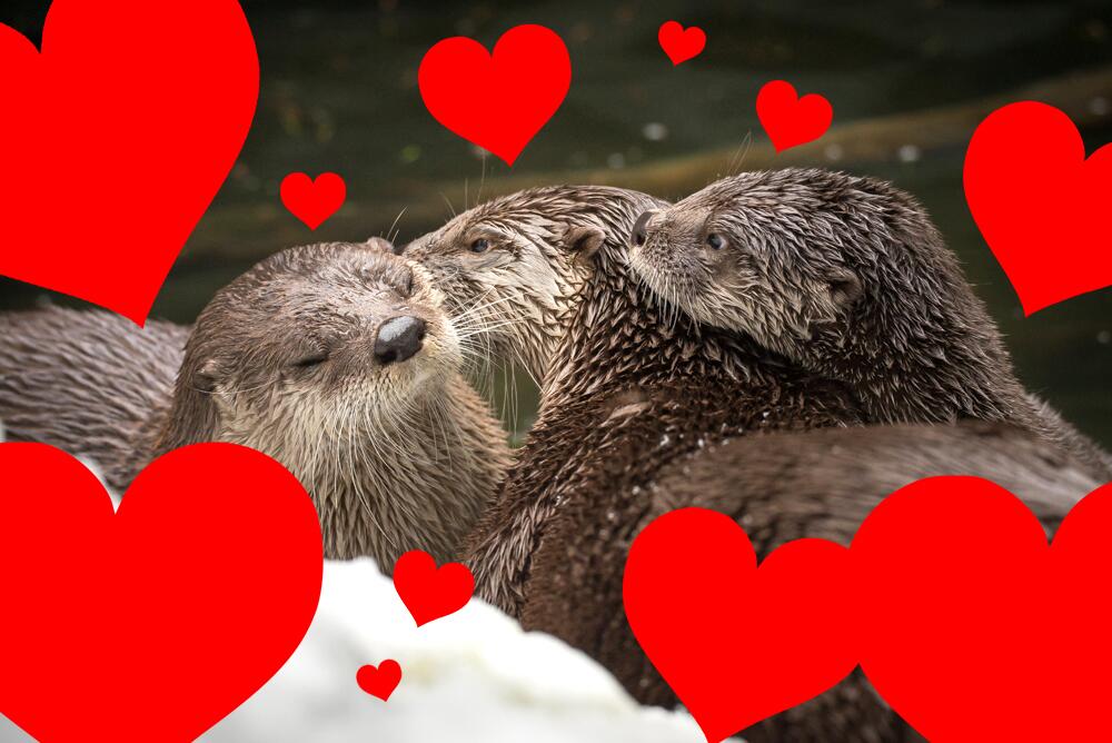 Valentine's Day Roundup: Otter Edition 3