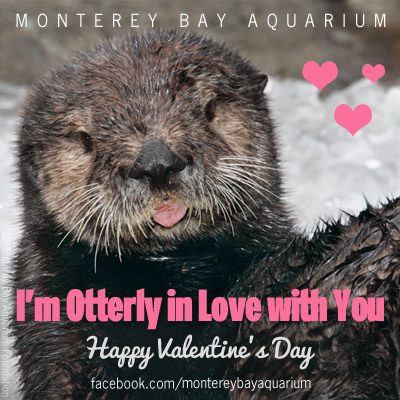 Valentine's Day Roundup: Otter Edition 4