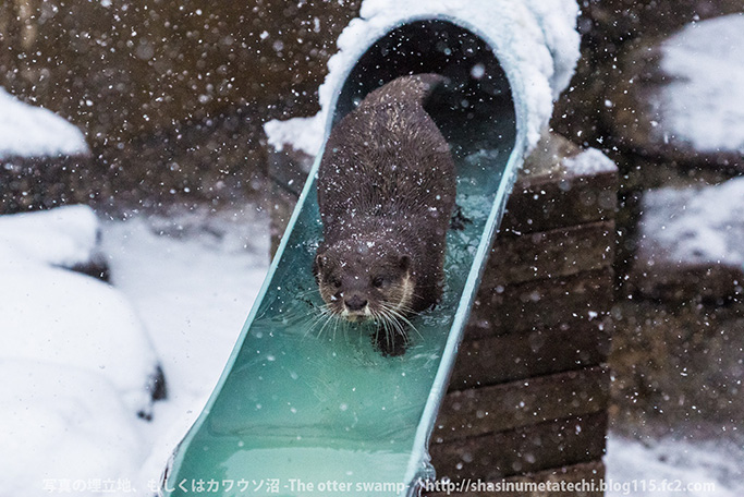 Otters Seem a Little Distracted by the Fallen Snow 4