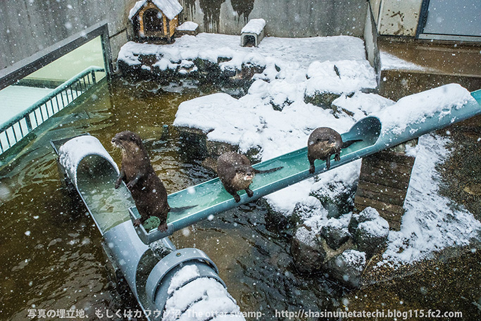 Otters Seem a Little Distracted by the Fallen Snow 3