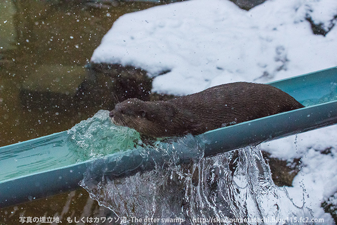Otters Seem a Little Distracted by the Fallen Snow 2