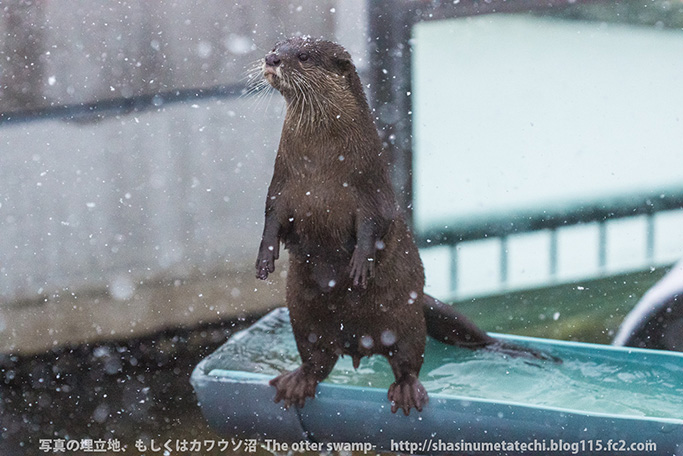 Otters Seem a Little Distracted by the Fallen Snow 1