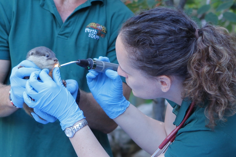 Tiny Otter Pups Get Their First Vet Check at Perth Zoo 3
