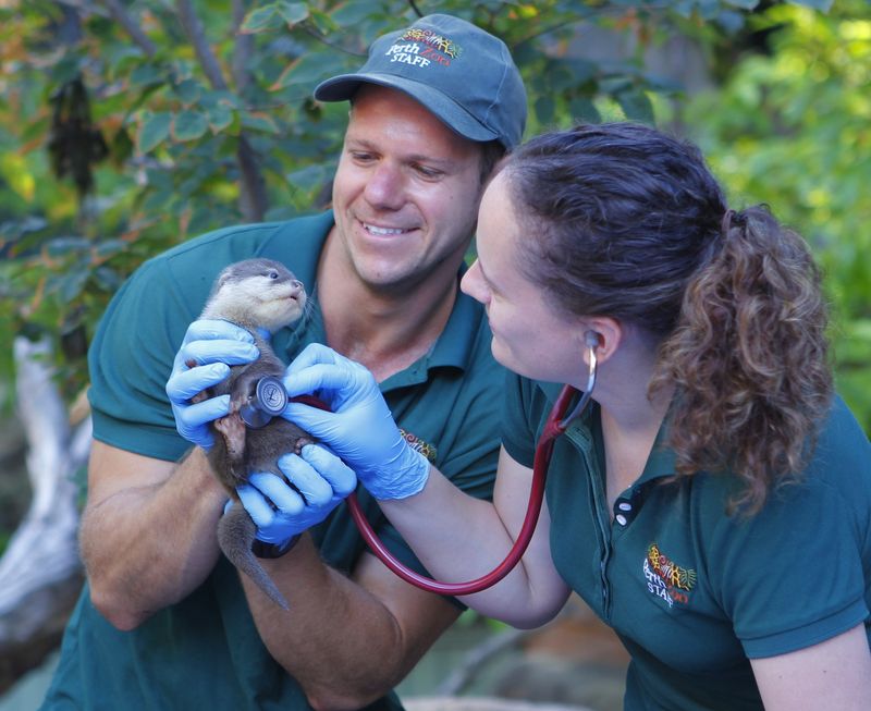 Tiny Otter Pups Get Their First Vet Check at Perth Zoo 2