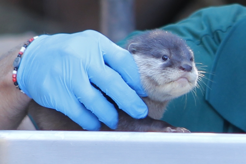 Tiny Otter Pups Get Their First Vet Check at Perth Zoo 1