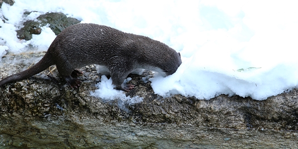 The Snow Is So Interesting Otter Has to Stick Her Face in It