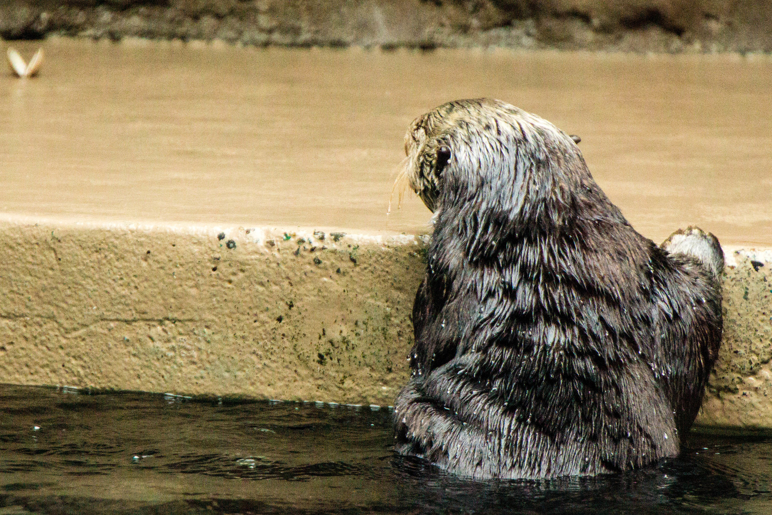 Sea Otter Considers Leaving the Pool to Grab That Clam