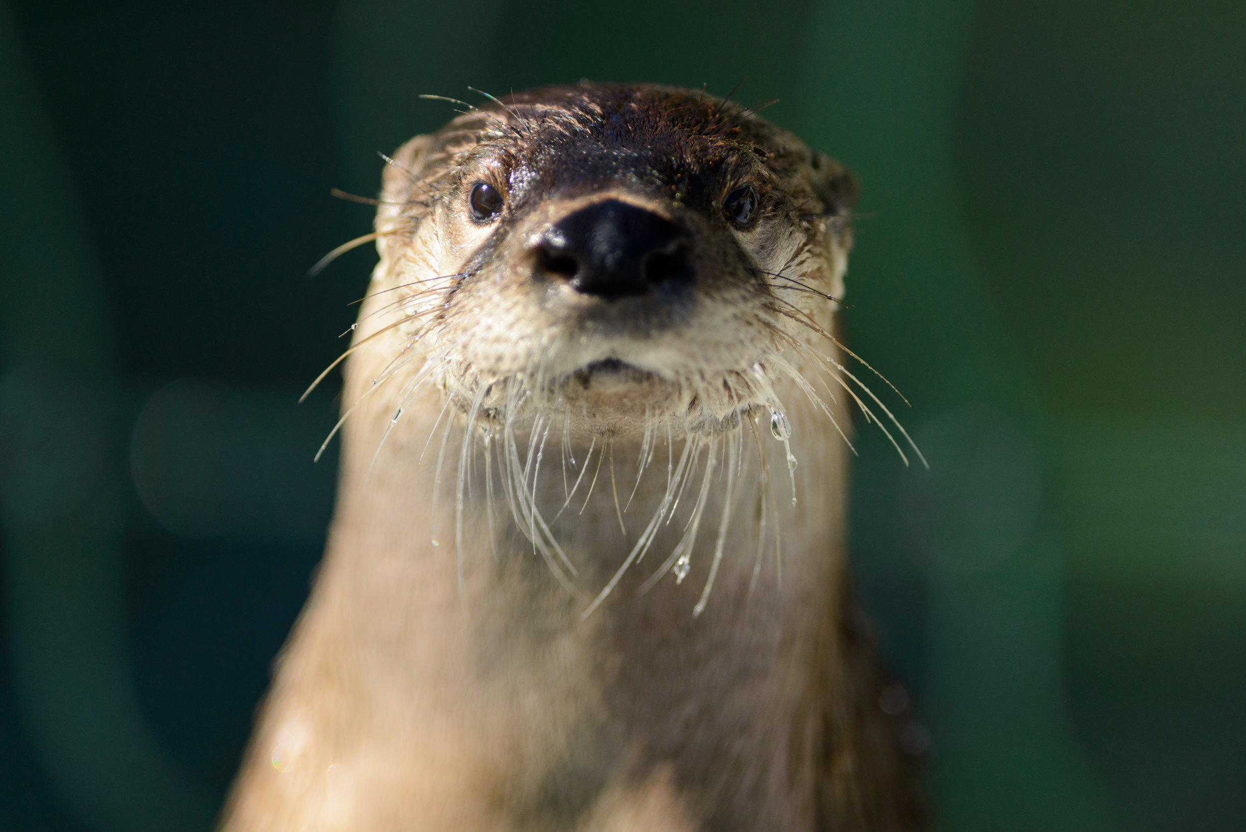 Otter Looks Right into the Camera