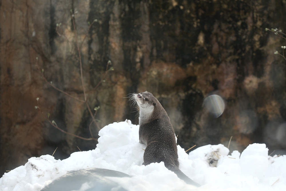 Otter Model Has Mastered the Over-the-Shoulder Pose 3