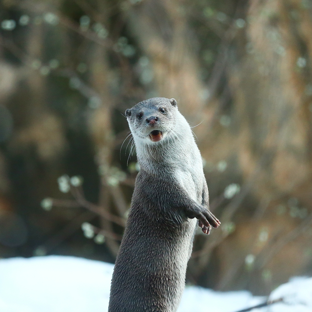 Otter Model Has Mastered the Over-the-Shoulder Pose 2