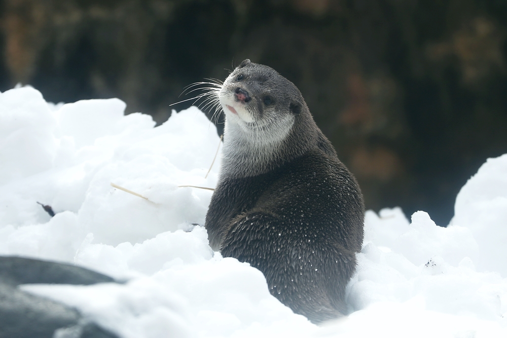 Otter Model Has Mastered the Over-the-Shoulder Pose 1