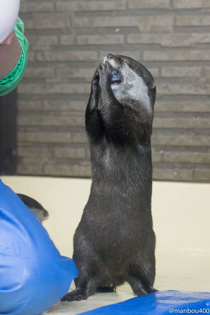 Otter Gobbles Up a Fish