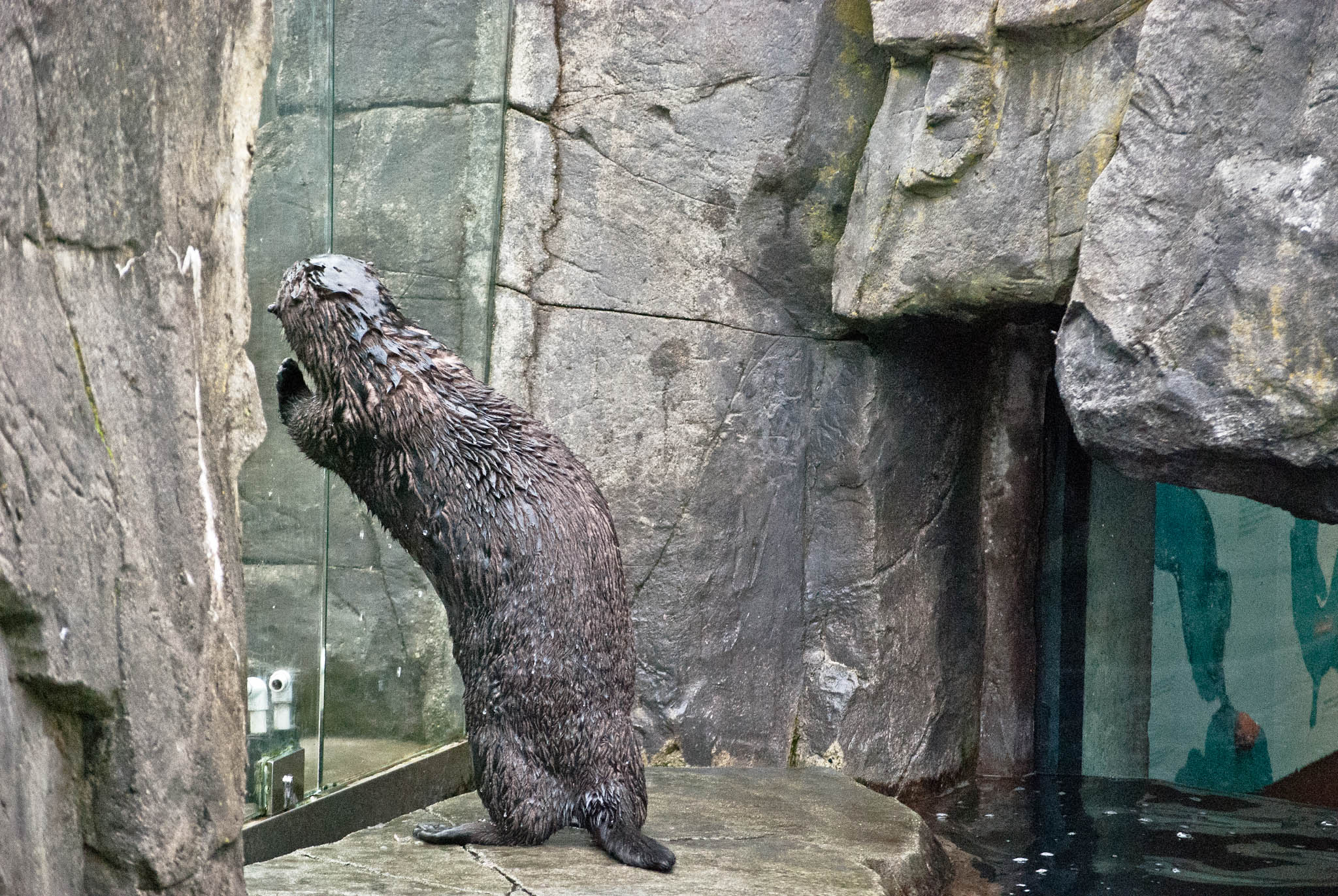 Sea Otter Wants to Visit His Friend in the Next Enclosure