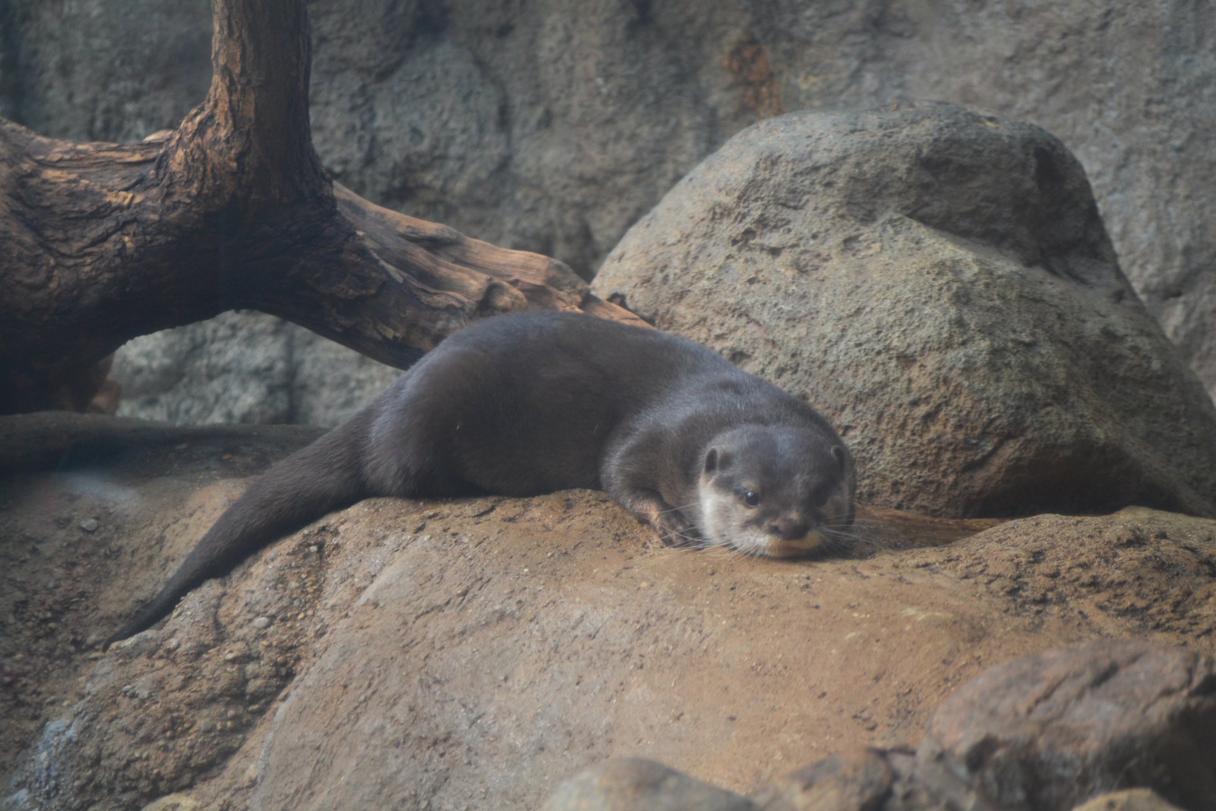 Otter Has a Nice, Quiet Little Rest 