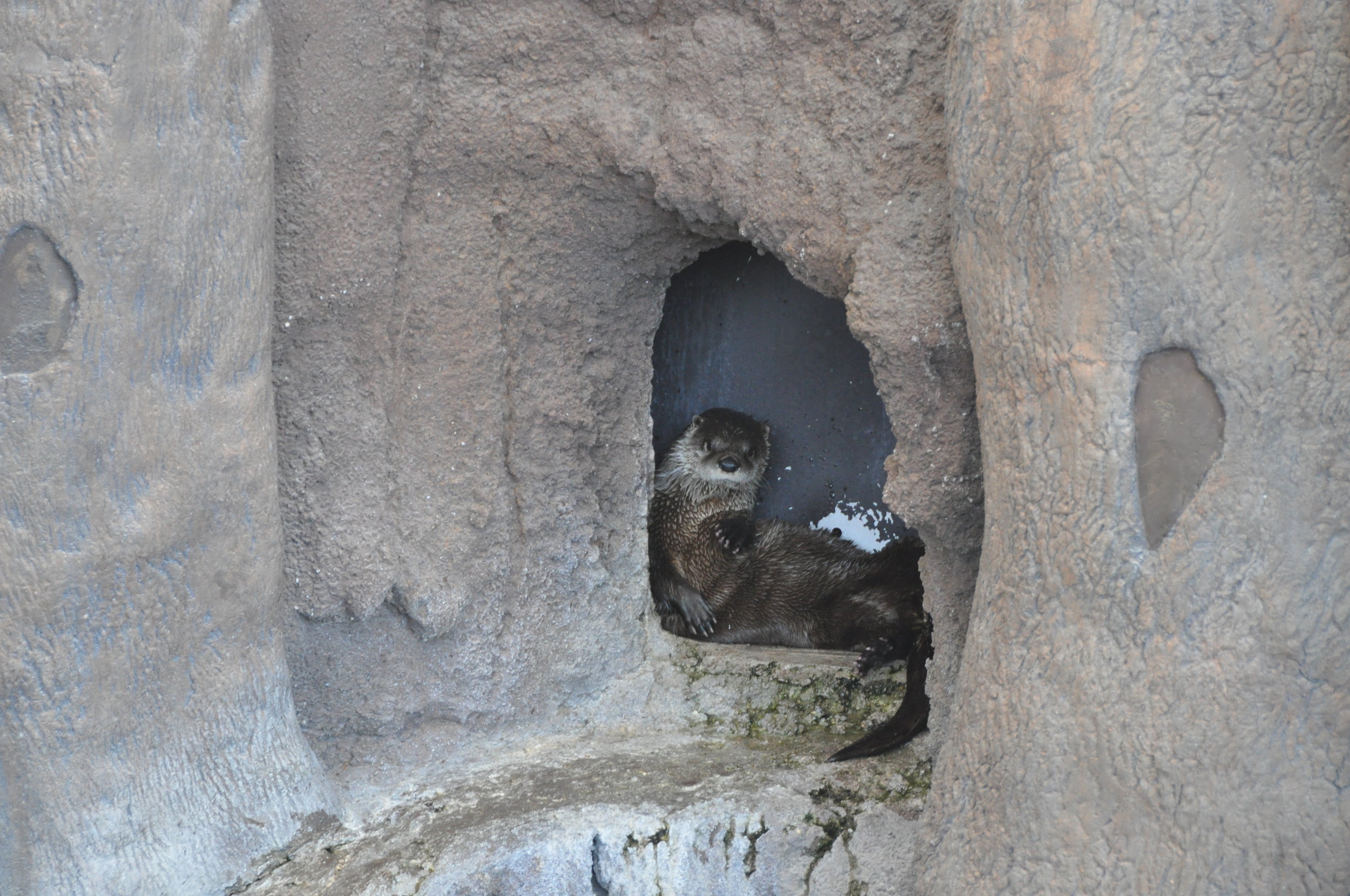 Otter Found a Tiny Nook to Hang Out In