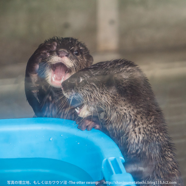 Otters Laugh at a Hilarious Joke