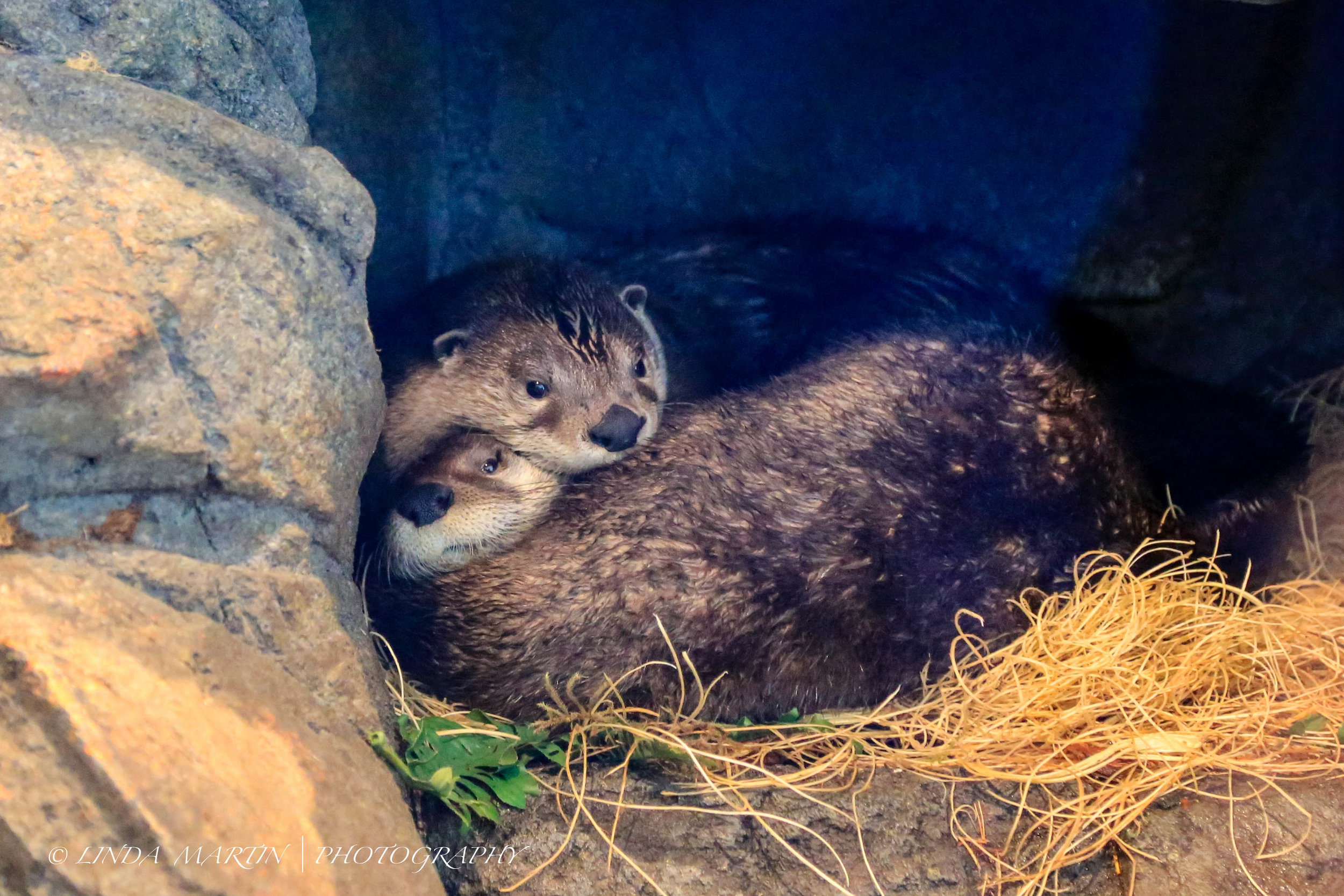 Otter Head Snuggles