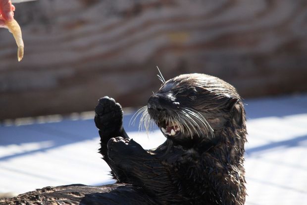 Oregon Coast Aquarium's New Sea Otter Pup Would Like That Shrimp Now, Please