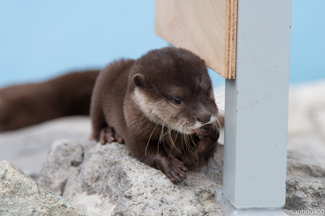 Otter Pup Is Getting Philosophical Right Now