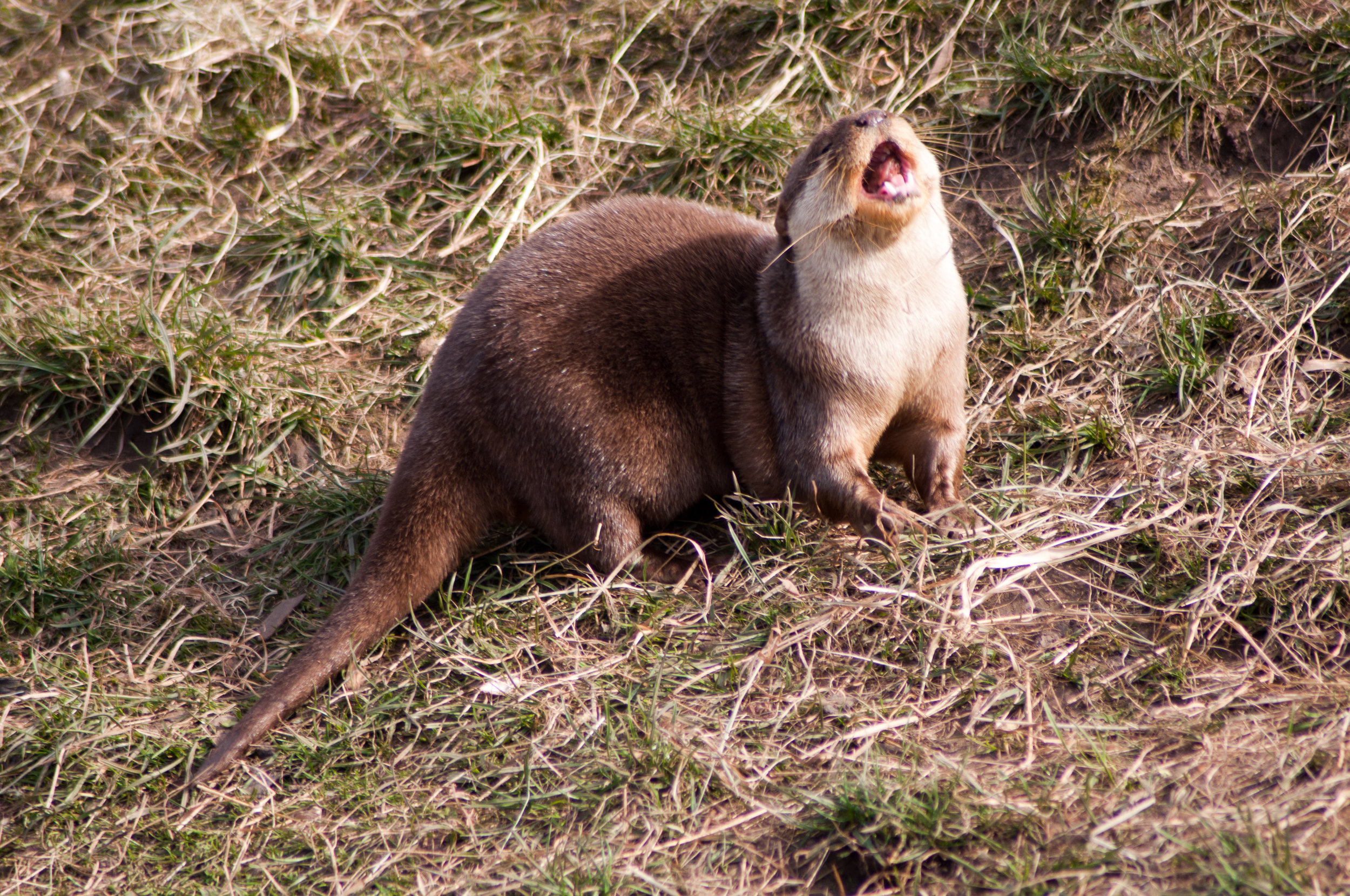Otter Will Sing for a Fish