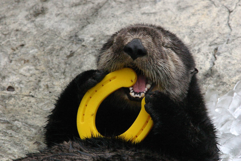 Sea Otter Happily Nibbles on a Play Horseshoe