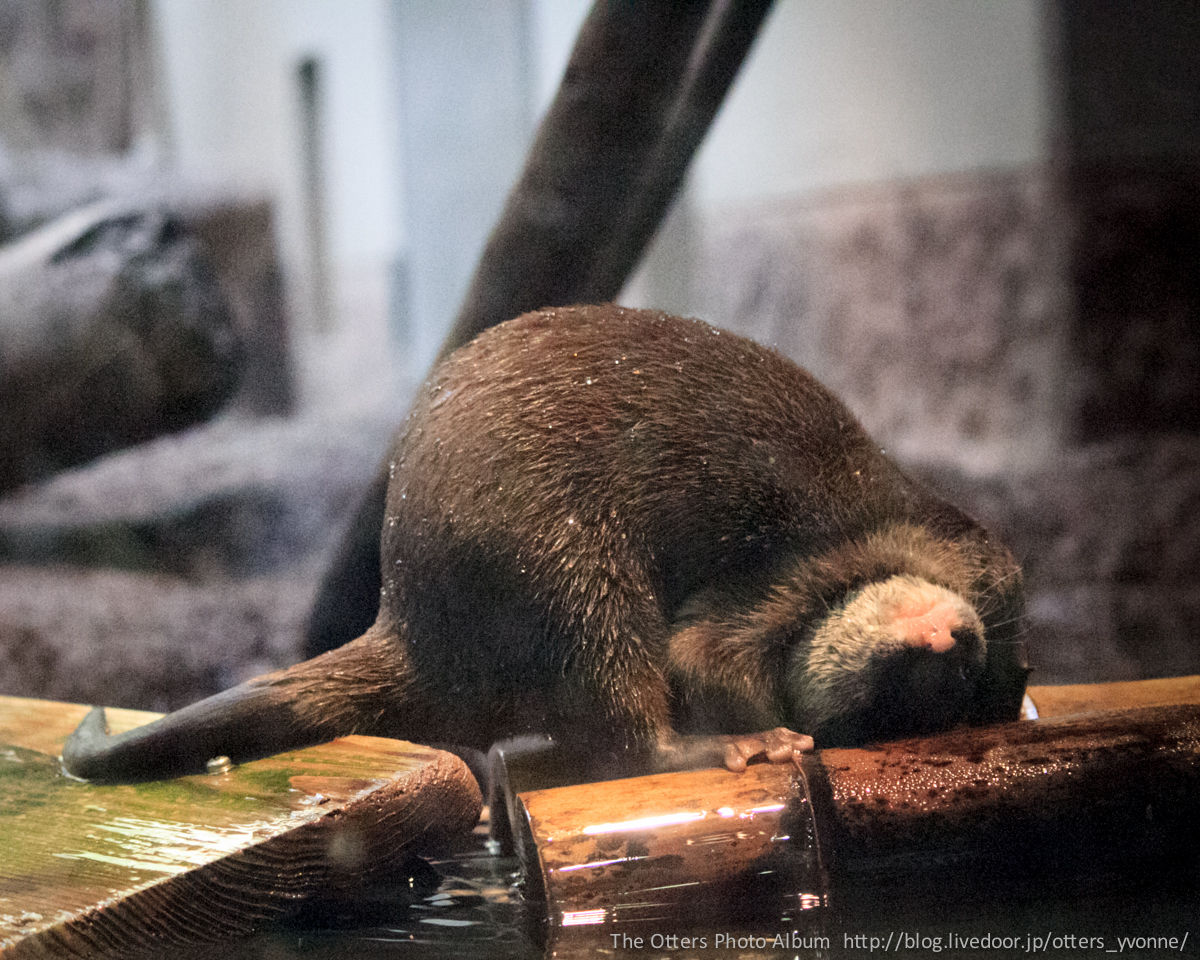 Otter Attempts a Headstand