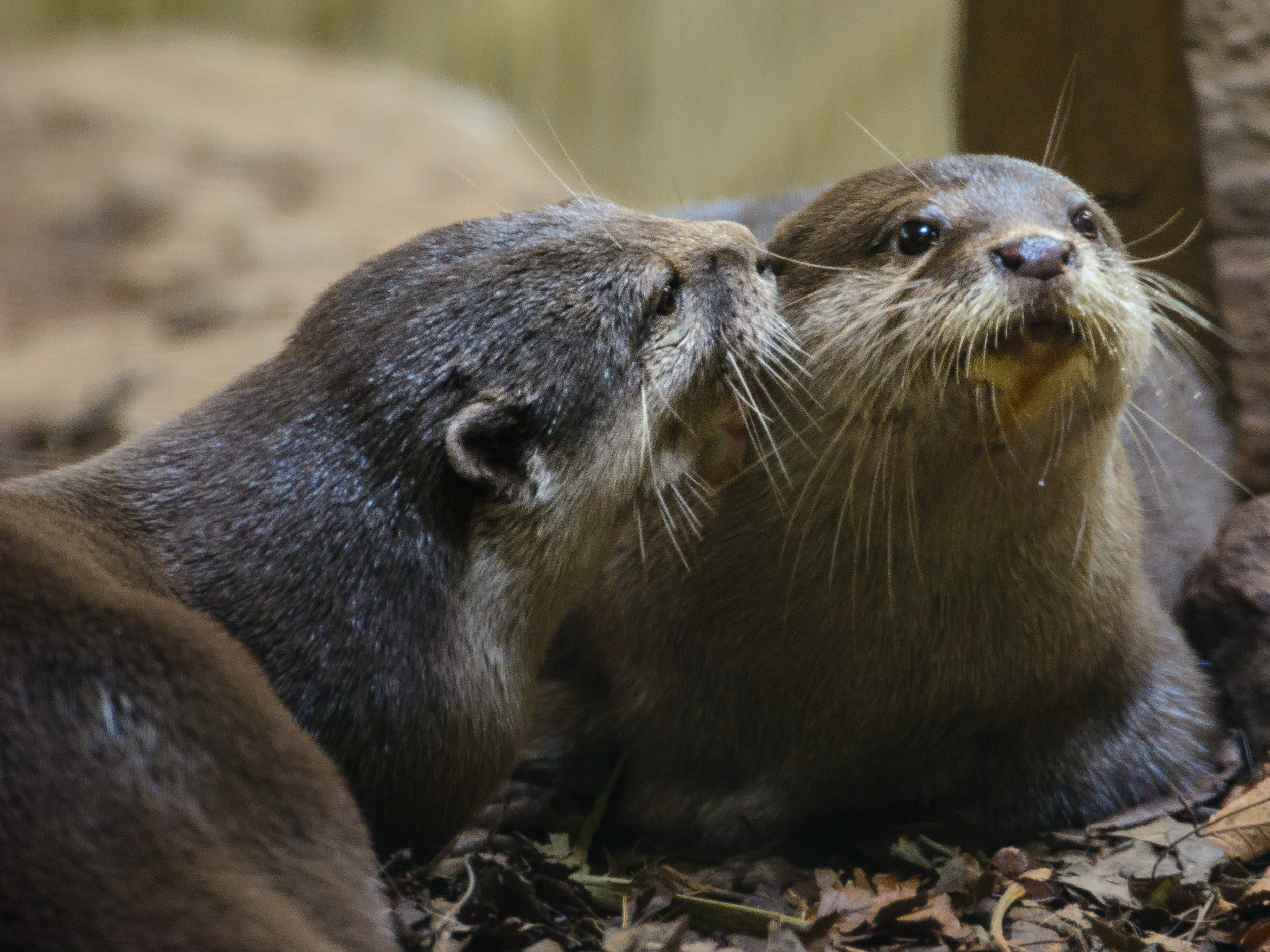 Otter Tells His Friend a Secret