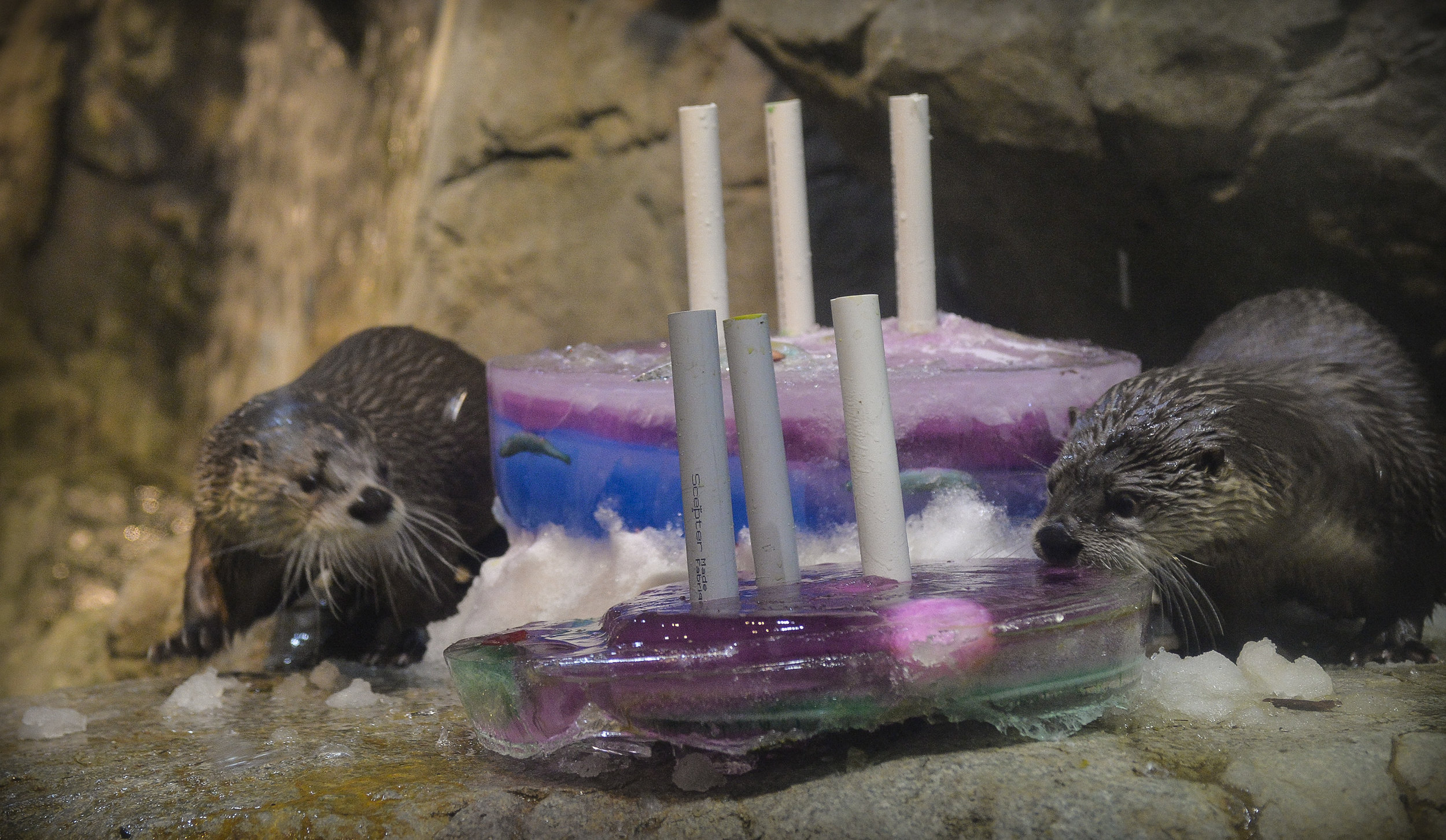 Otters Have an Icy Birthday Cake