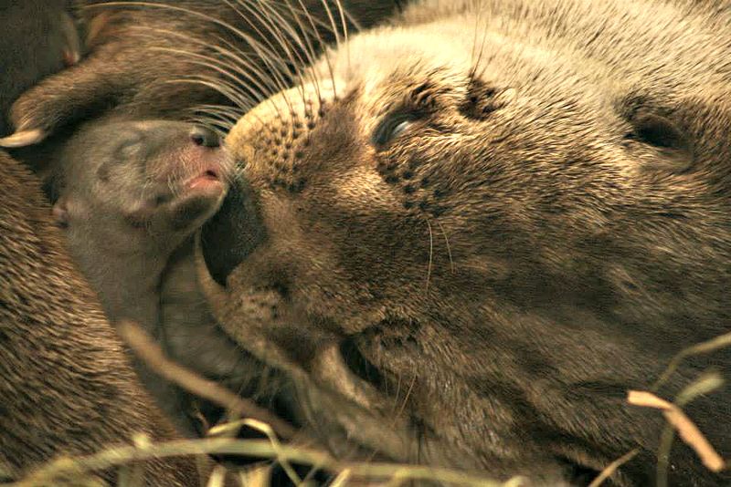 Mother Otter Snuggles Her Newborn Pup at Buffalo Zoo 1