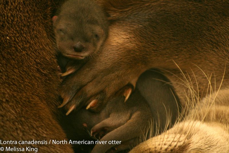 Mother Otter Snuggles Her Newborn Pup at Buffalo Zoo 3