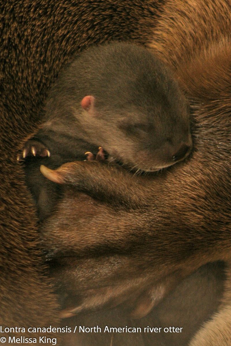Mother Otter Snuggles Her Newborn Pup at Buffalo Zoo 2