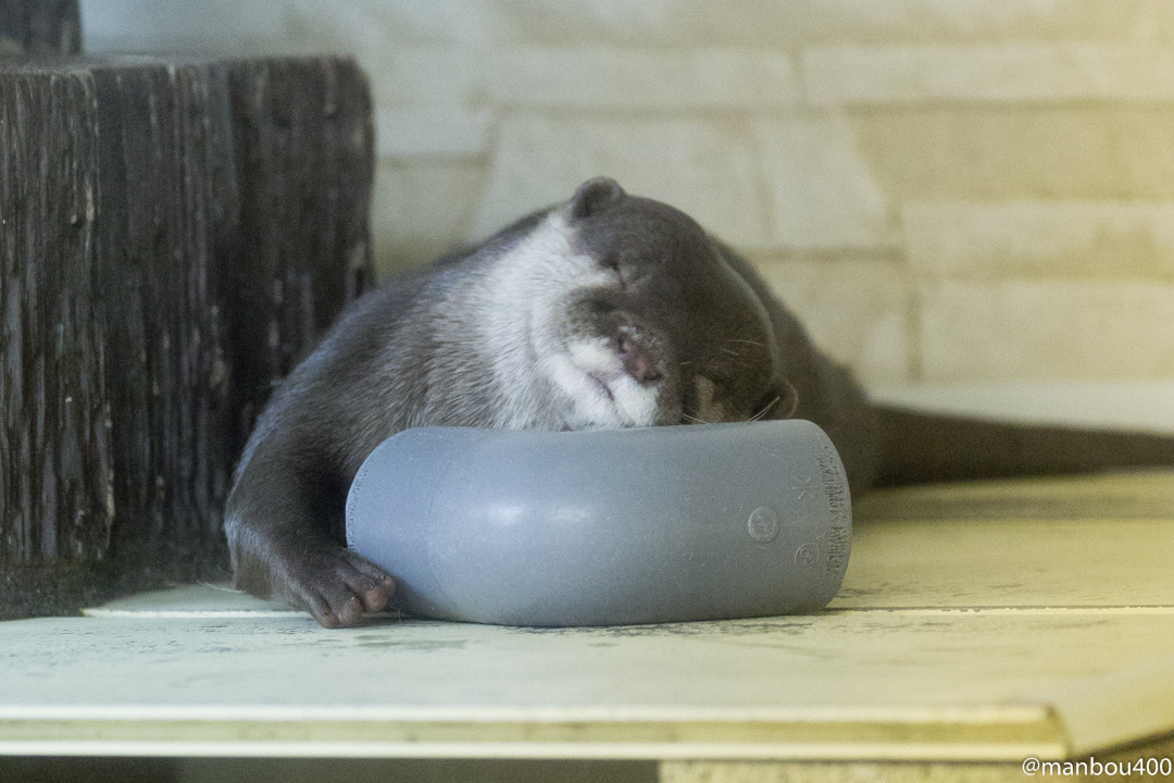 Otter Dives to Grab a Favorite Pipe Piece 3