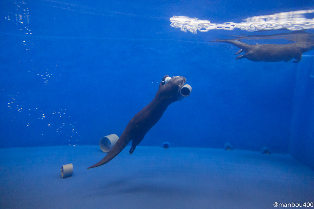 Otter Dives to Grab a Favorite Pipe Piece 2