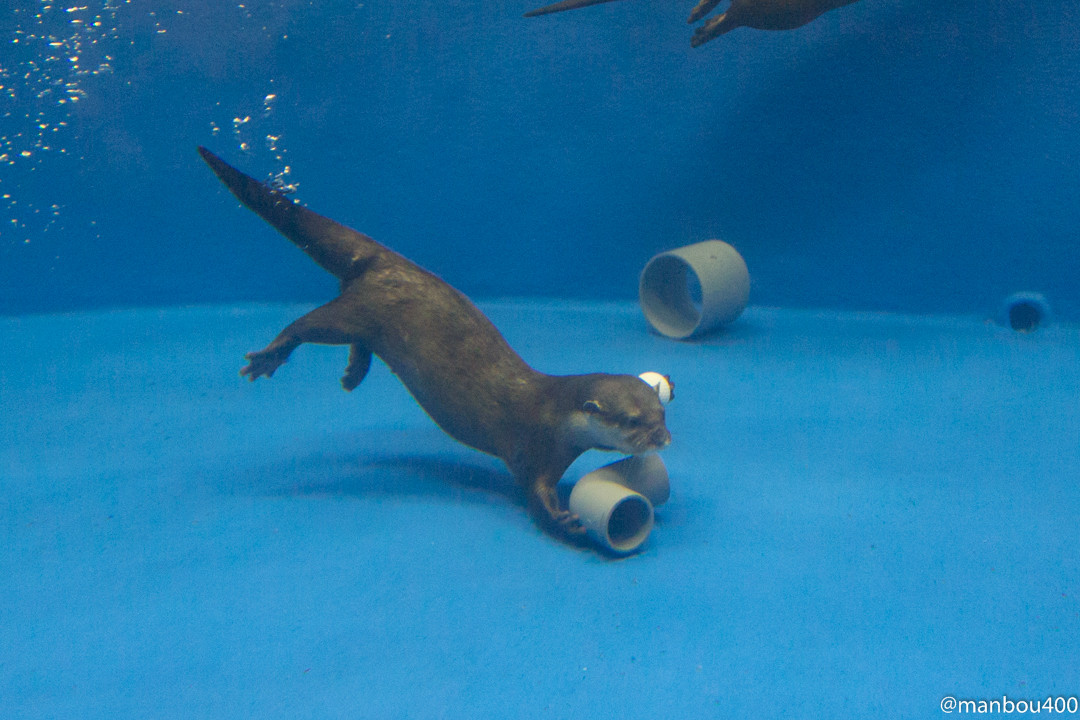 Otter Dives to Grab a Favorite Pipe Piece 1