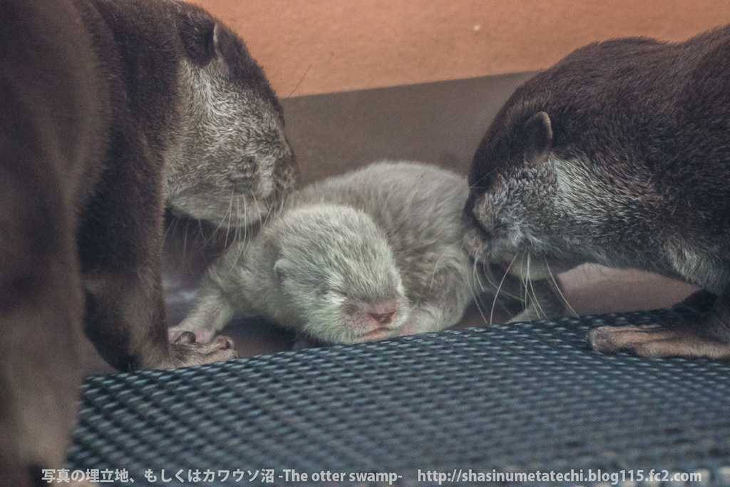Otter Parents Dote on Their Newborn Pup 1