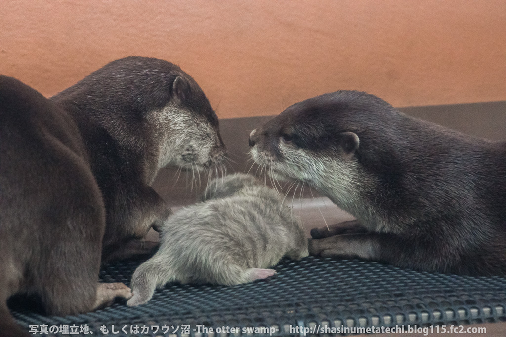 Otter Parents Dote on Their Newborn Pup 2