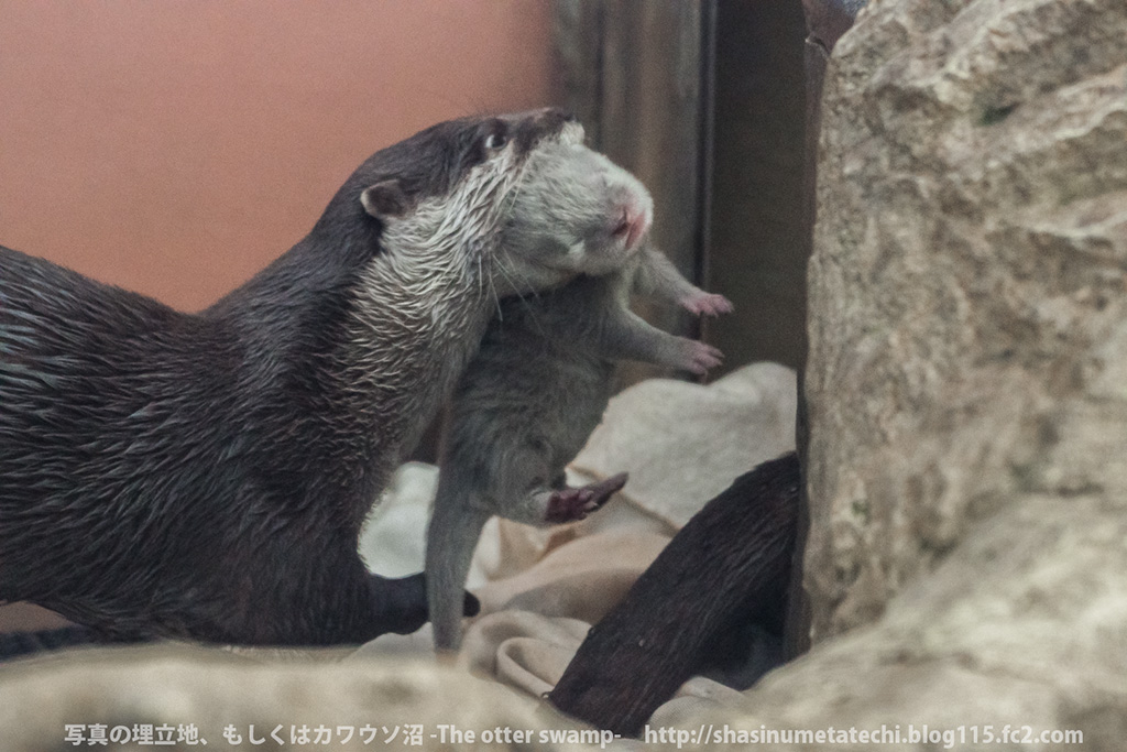 Otter Parents Dote on Their Newborn Pup 3