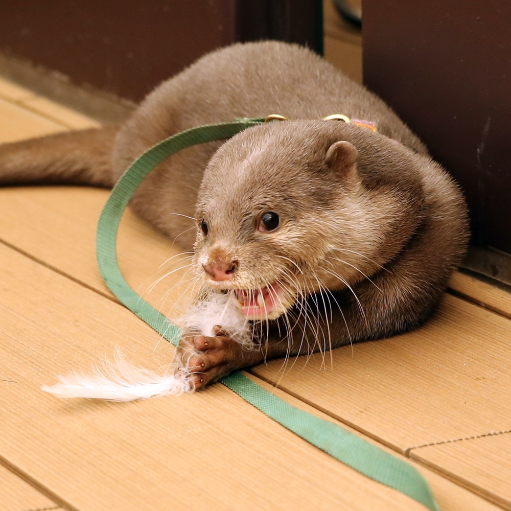 Little Otter Haku Plays with a Feather 2