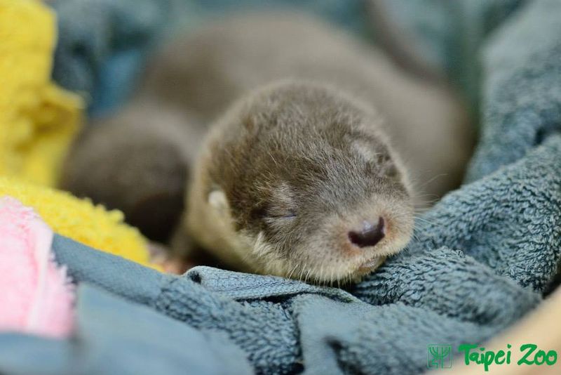 Rescued Otter Pups Find Emergency Help at Taipei Zoo 1