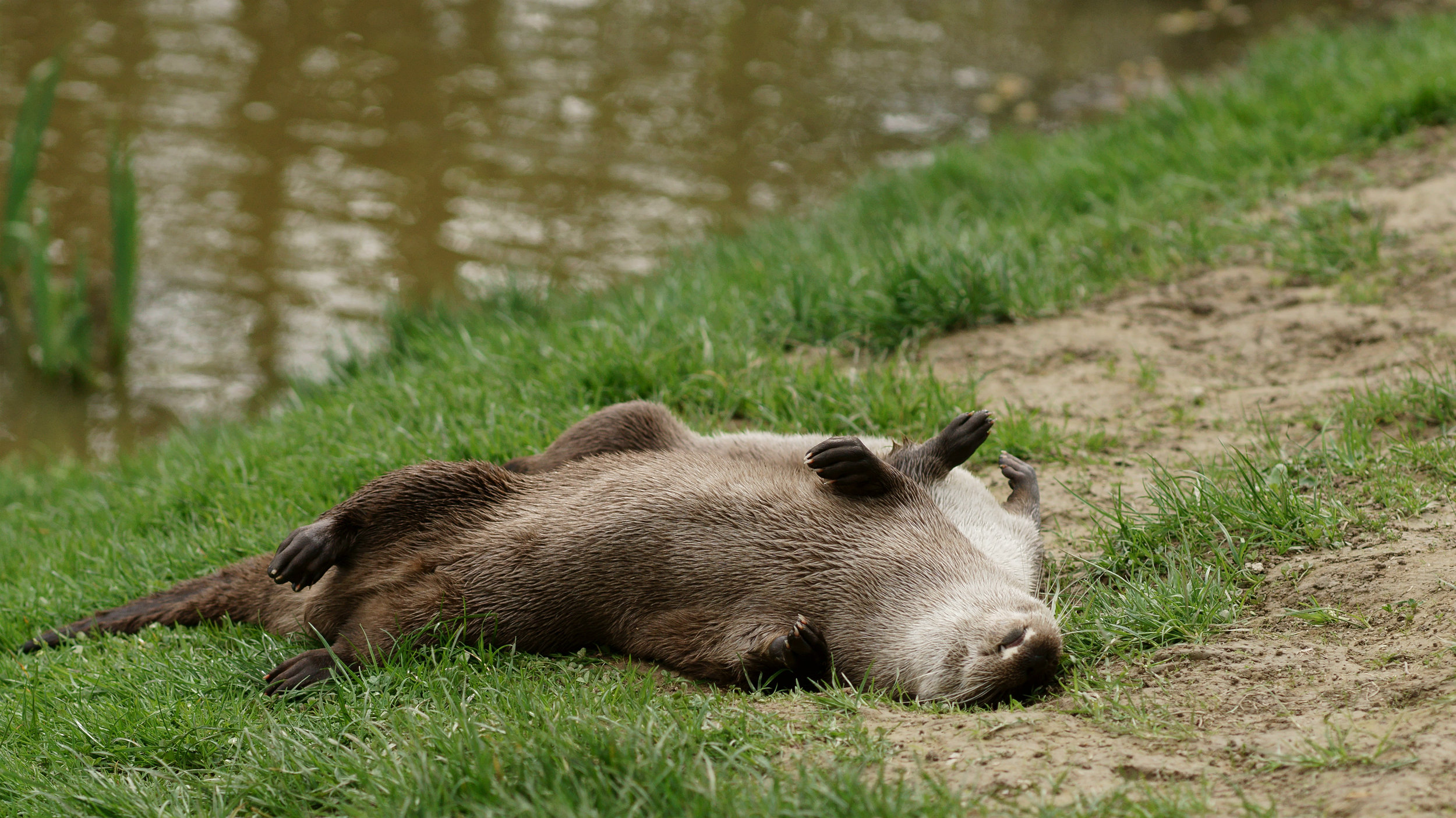 Otters Roll in the Grass