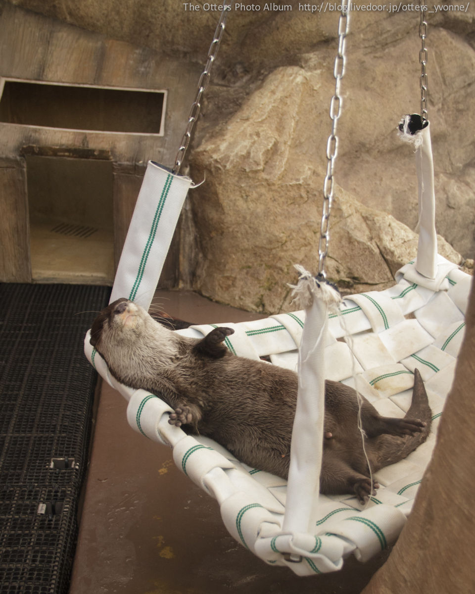Otter Is Completely Relaxed in His Hammock